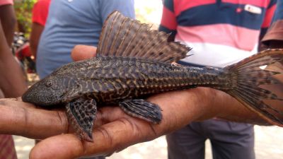 Pterygoplichthys sp.